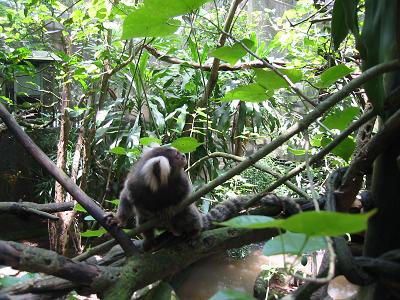 Cotton-top Lemur, Singapore Zoo