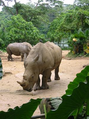 Rhinocerus, Singapore Zoo