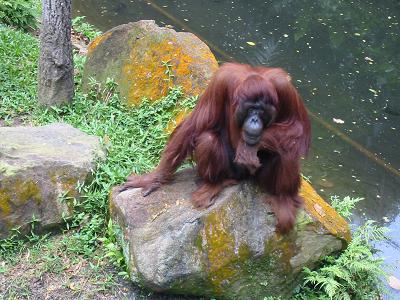 Orangutan, Singapore Zoo