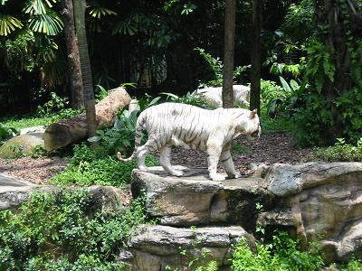 White Tigers, Singapore Zoo