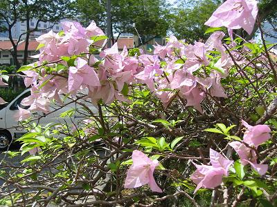 Bougainvillea