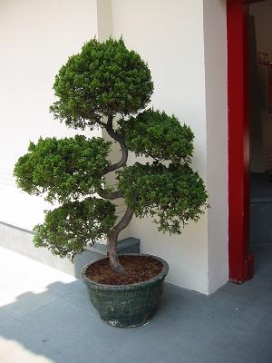 Bonsai outside Buddha Tooth Temple in Chinatown, Singapore