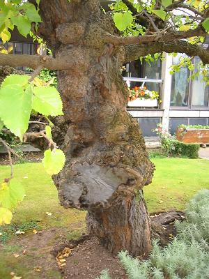 Gnarled elm outside Shakespeare's birthplace, Stratford-on-Avon
