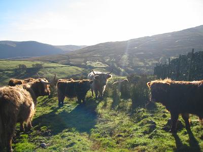 Highland Cattle, Lakes District, Cumbria