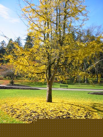 Autumn foliage in Stanley Park, Vancouver