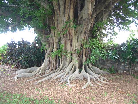 Banyan tree