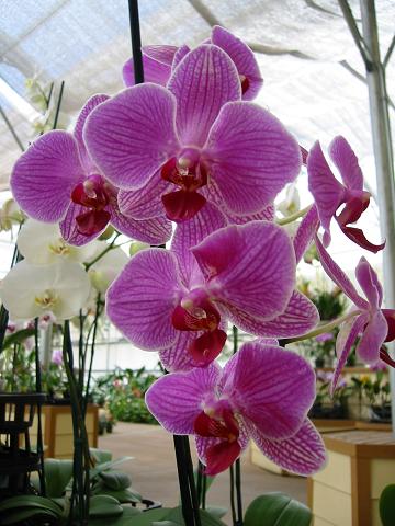Hawaiian Orchids