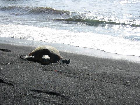 Turtle on Black Sand