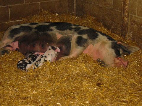 Piglets and mum, Rove Farm